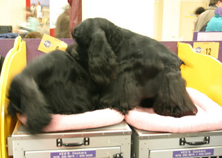 Illustration for article titled Wrapping Up The Westminster Dog Show